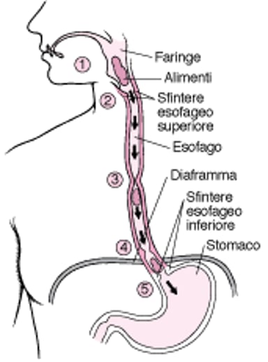 Come funziona l’esofago