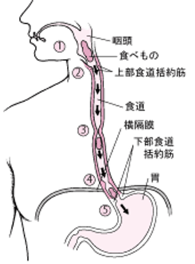 <ruby >食道<rt >しょくどう</rt></ruby>の<ruby >働<rt >はたら</rt></ruby>き