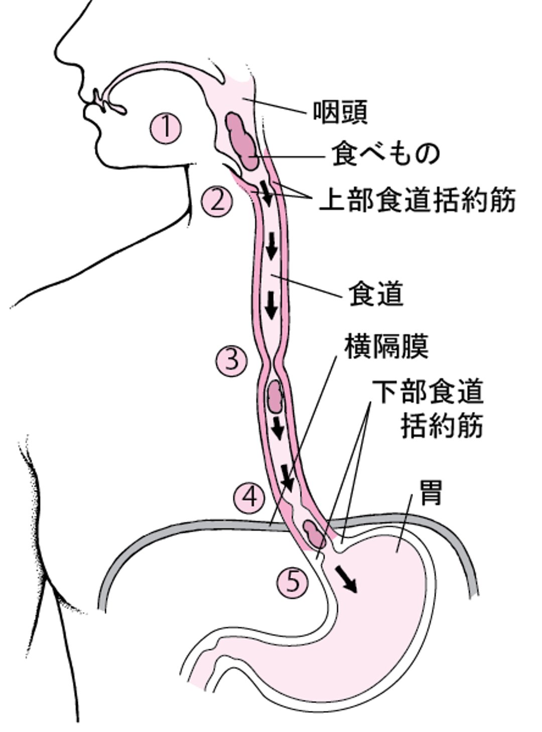 やさしくわかる病気事典:食道 - MSDマニュアル家庭版