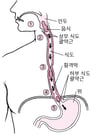 식도의 작용 기전