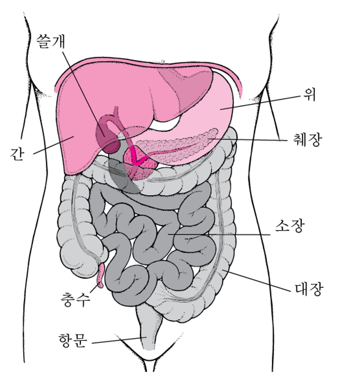 대장의 위치