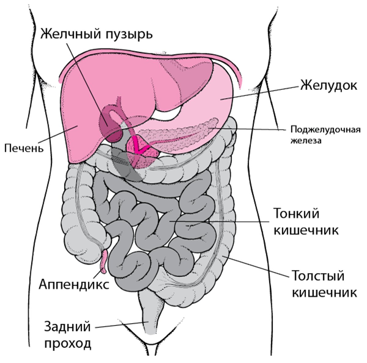 Местоположение толстого кишечника