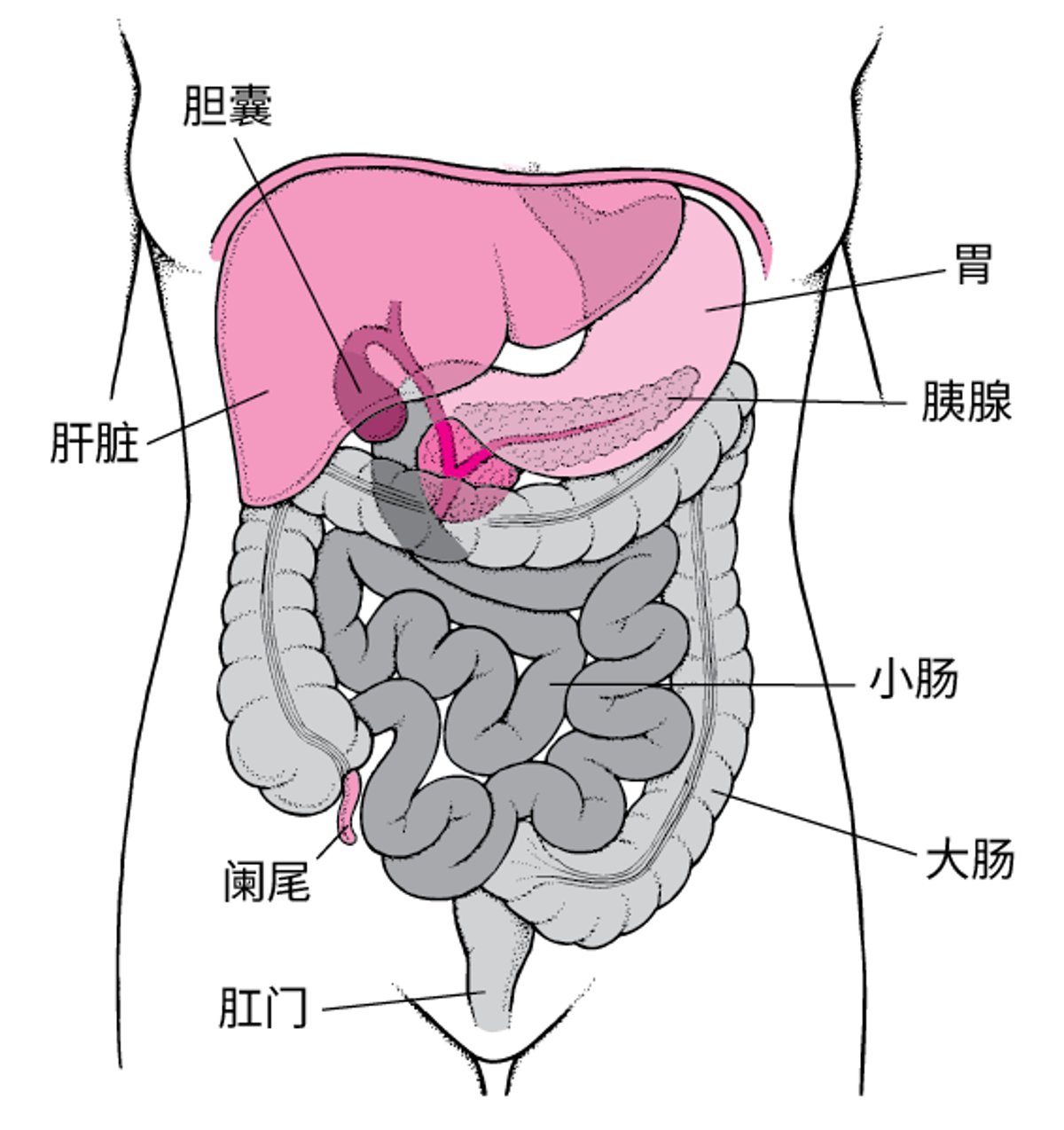 大肠（结肠）定位