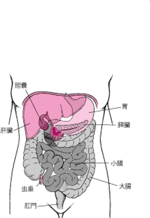 肝臓かんぞうの位置いち
