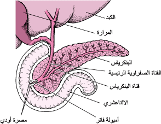 تحديد موضع البنكرياس