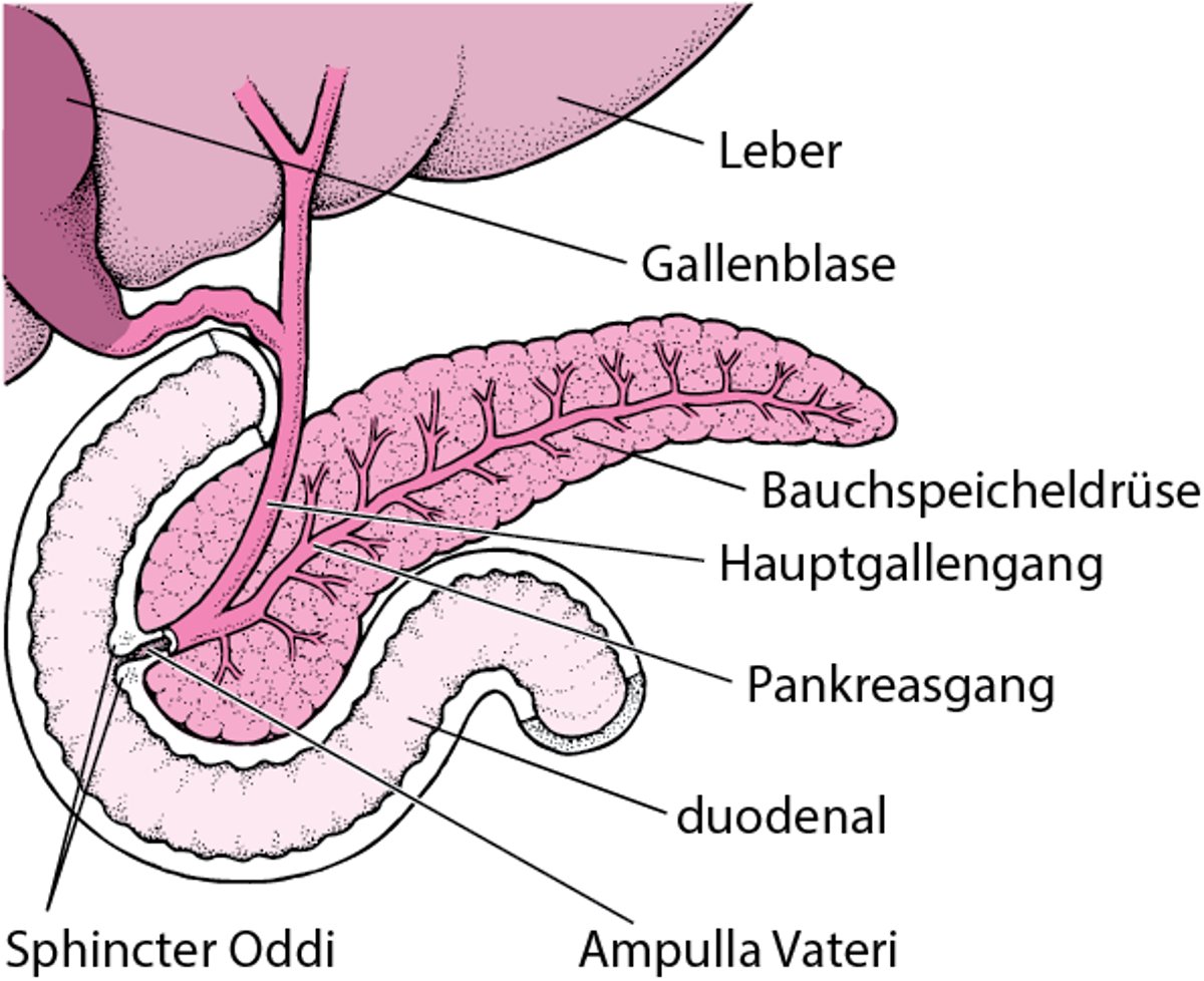 Lage der Bauchspeicheldrüse