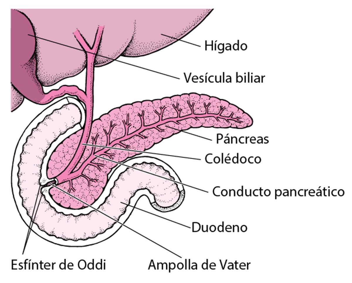Localización del páncreas