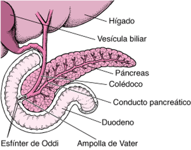 Localización del páncreas