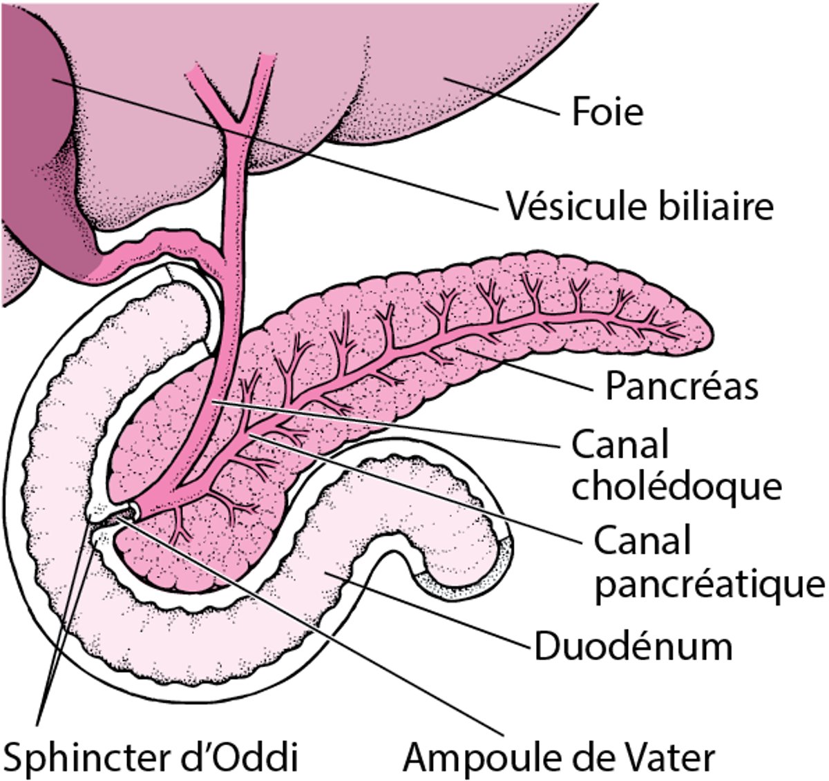 Localisation du pancréas