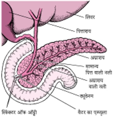 अग्नाशय का परीक्षण करना