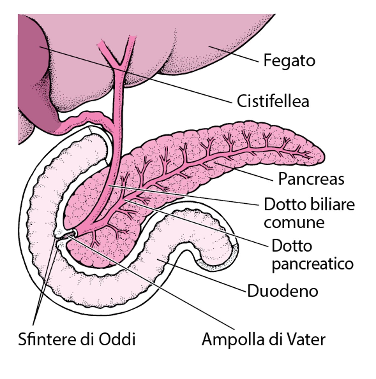 Sede del pancreas