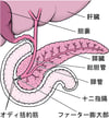 膵臓すいぞうの位置いち