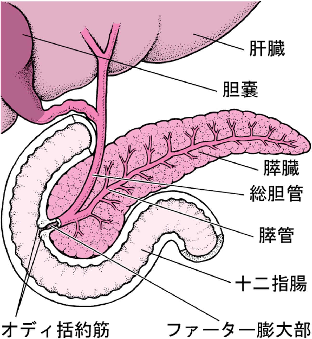 膵臓すいぞうの位置いち