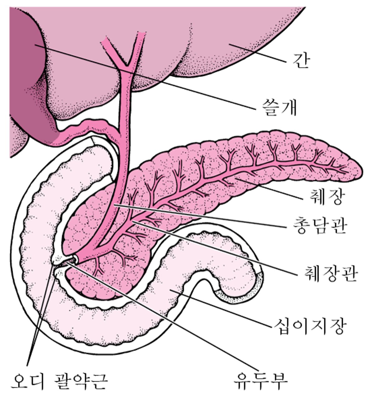 췌장의 위치 파악