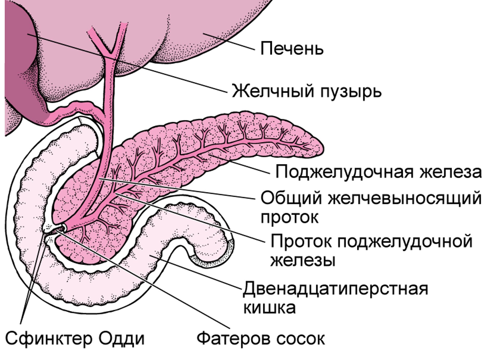 Расположение поджелудочной железы