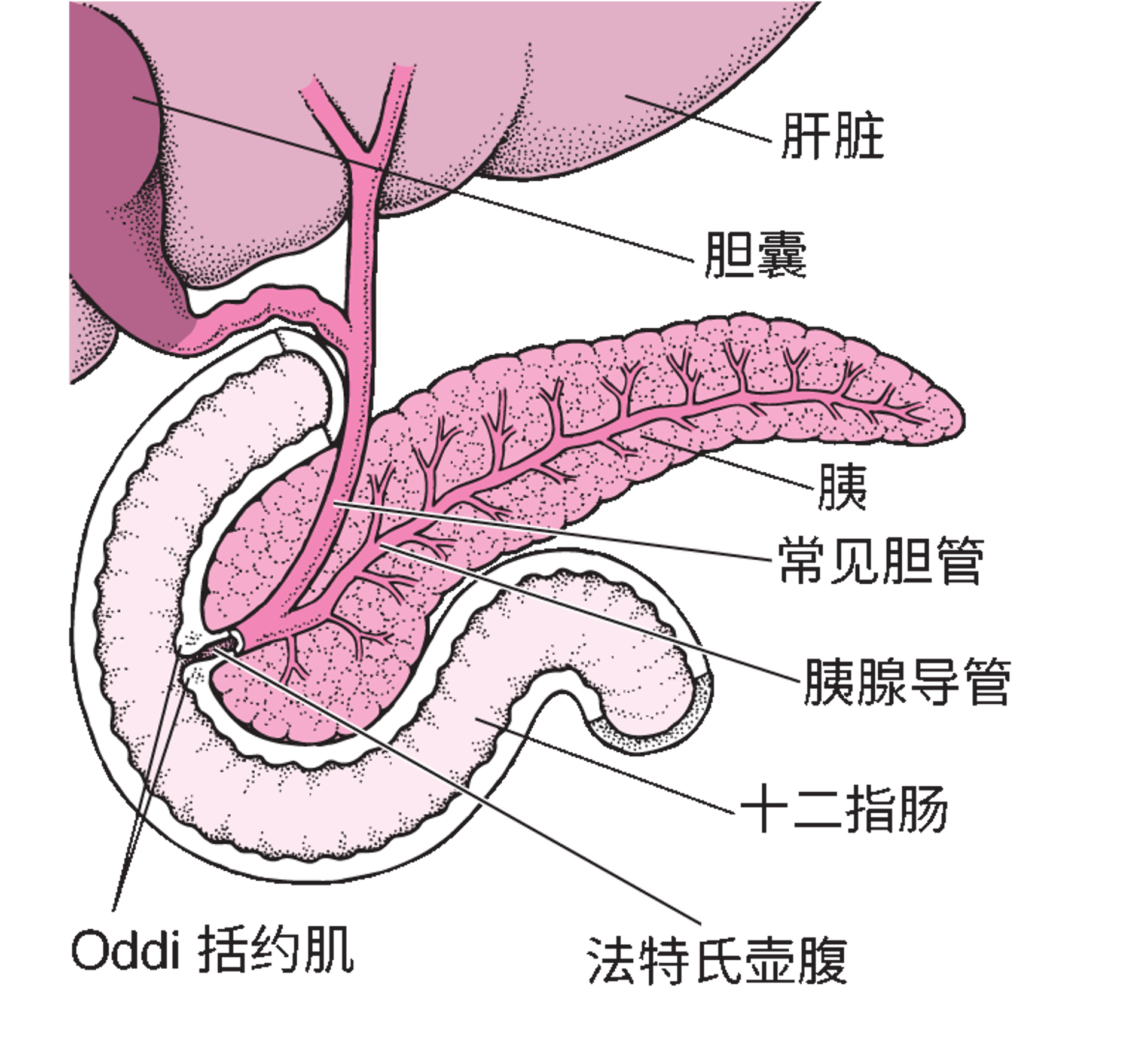 胰腺定位