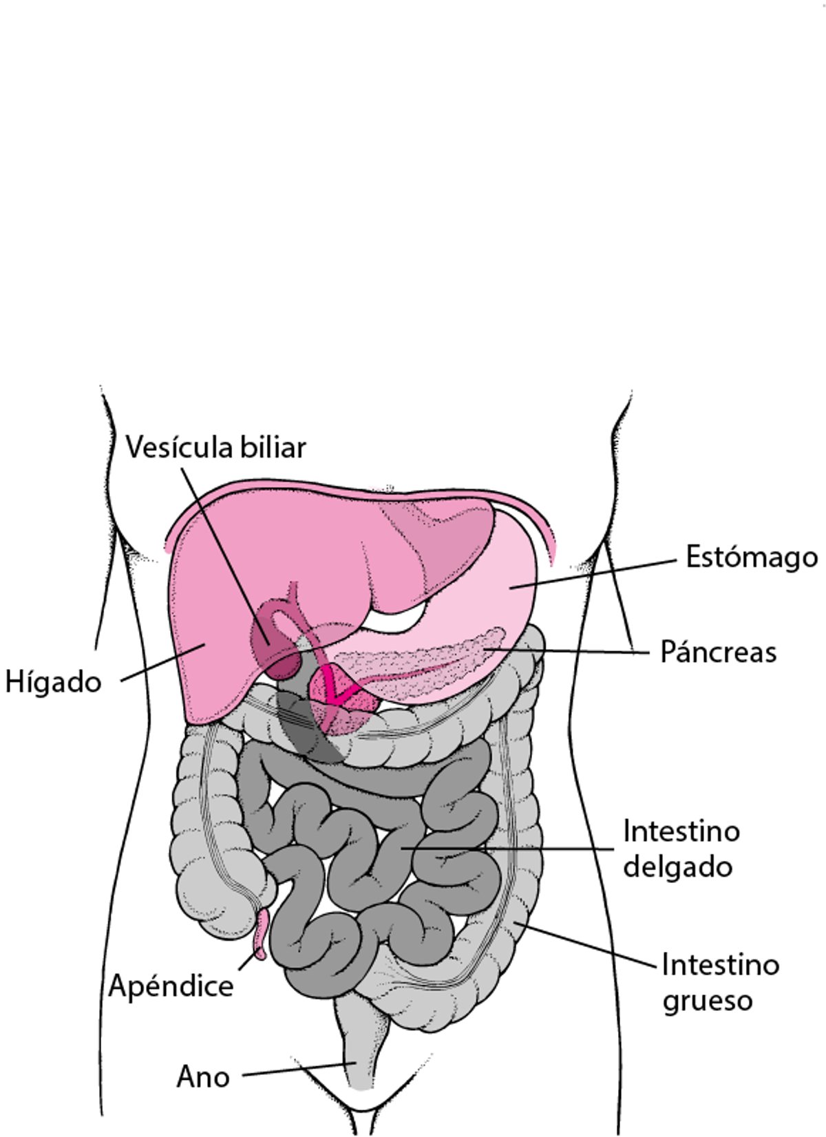 Ubicación del intestino delgado