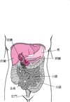 小腸しょうちょうの位置いち