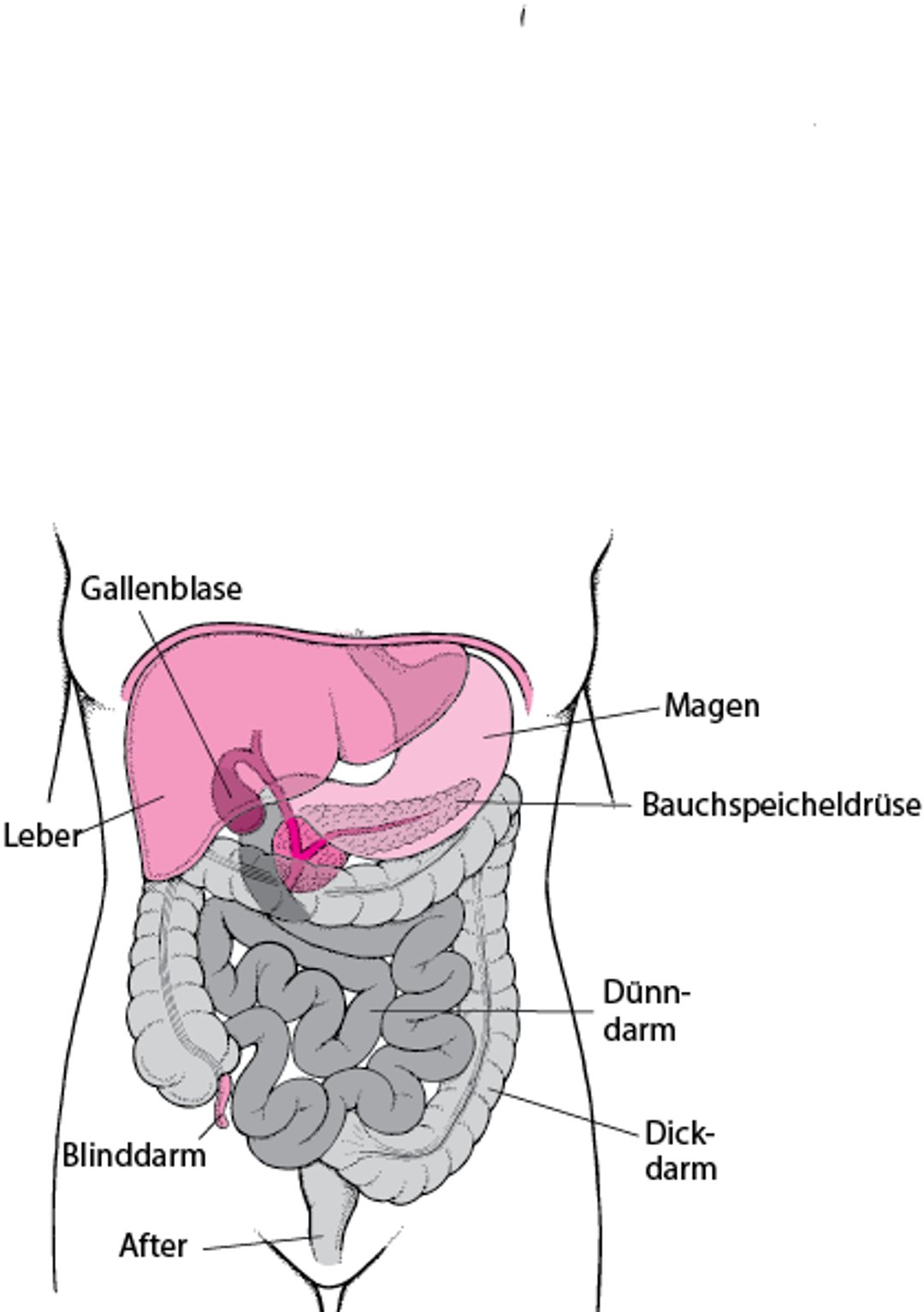 Lage des Dünn- und Dickdarms
