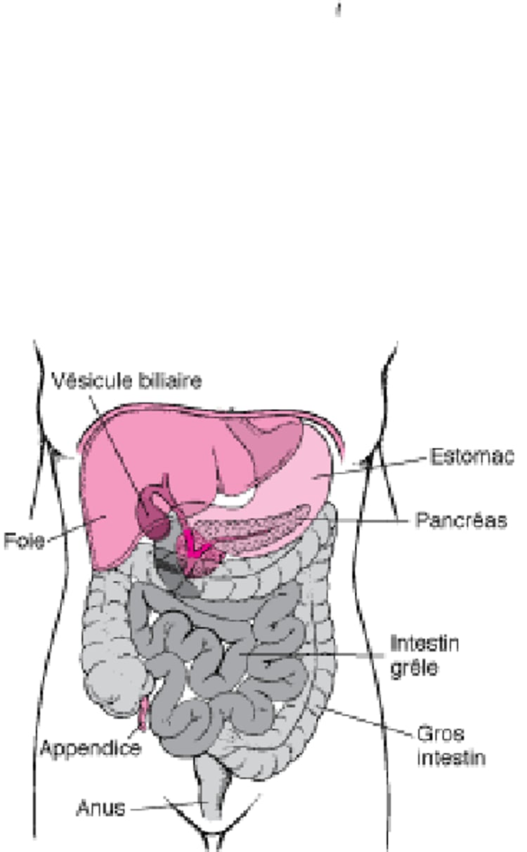 Localisation de l’intestin grêle et du gros intestin