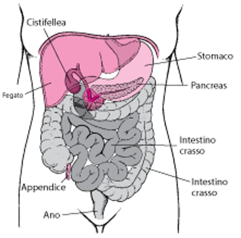 Sede dell’intestino tenue e dell’intestino crasso