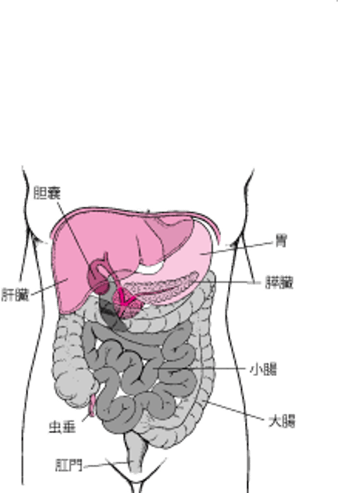 小腸と大腸の位置