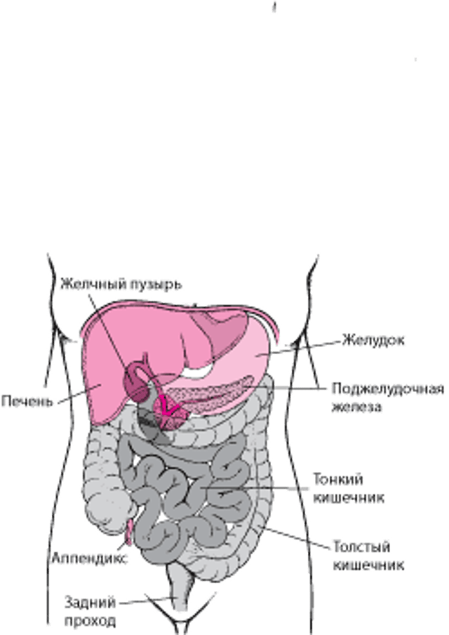 Определение места расположения тонкого и толстого кишечника