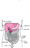 Estomac et intestin