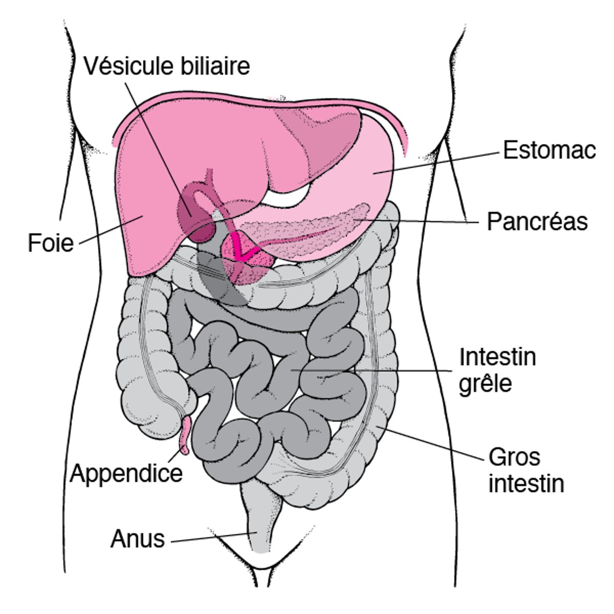 Localisation de l’estomac