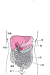 胃定位