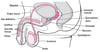 Pathway From the Penis to the Epididymis