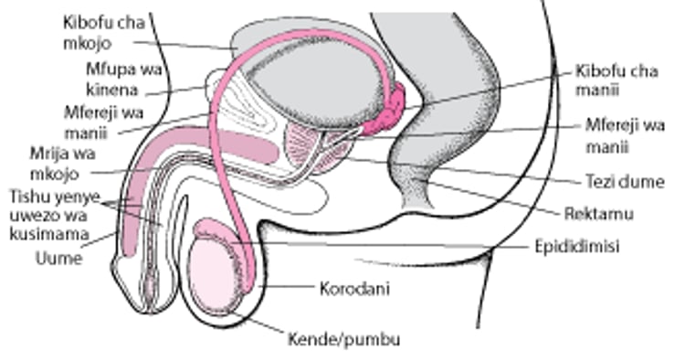 Njia Kutoka kwenye Uume hadi kwenye Epididimisi