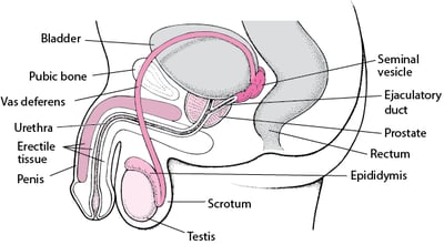 Male Reproductive Organs