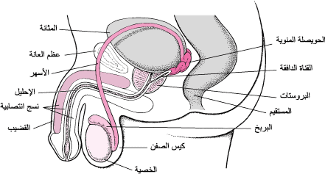 الأعضَاء التناسليَّة عندَ الذكُور