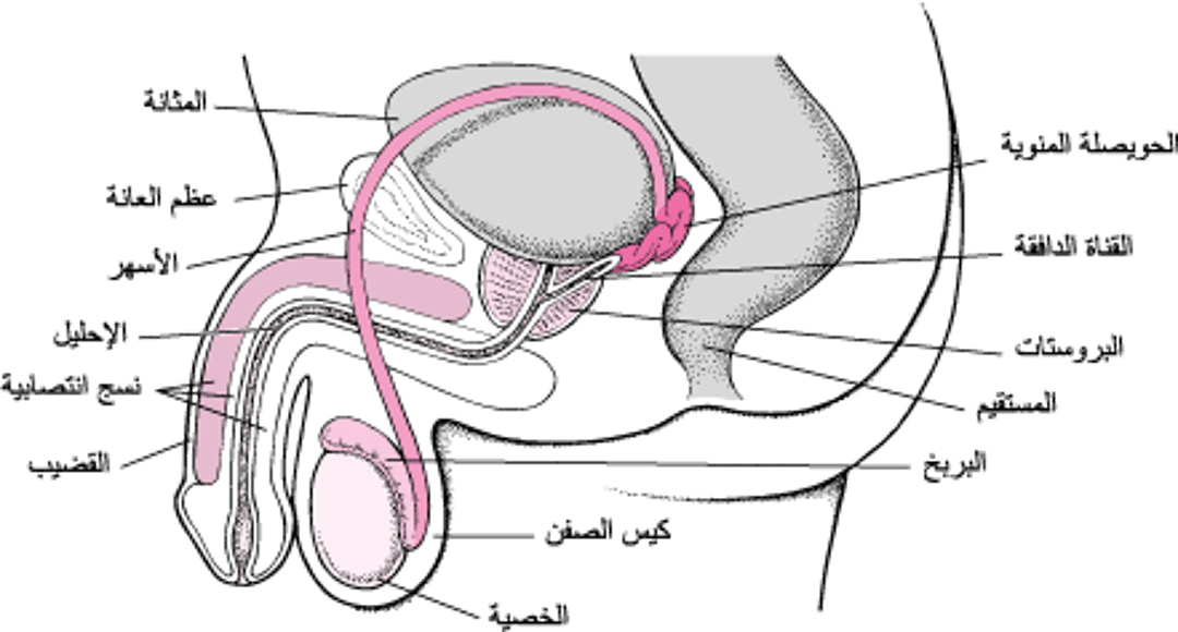الأعضَاء التناسليَّة عندَ الذكُور