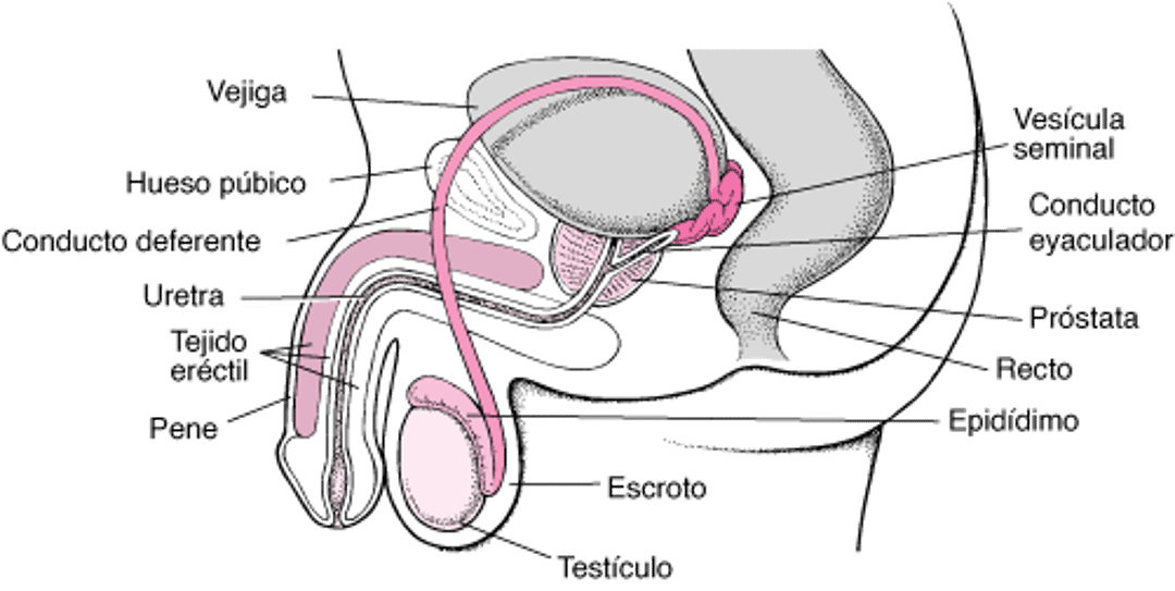 Órganos reproductores masculinos