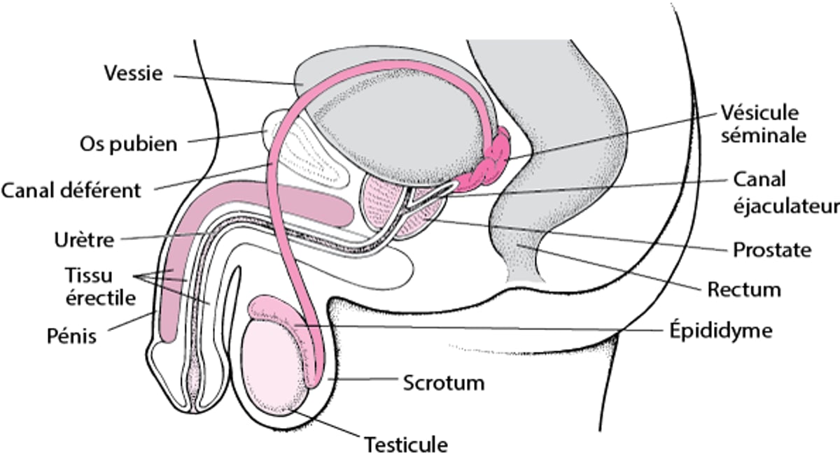 Organes reproducteurs masculins