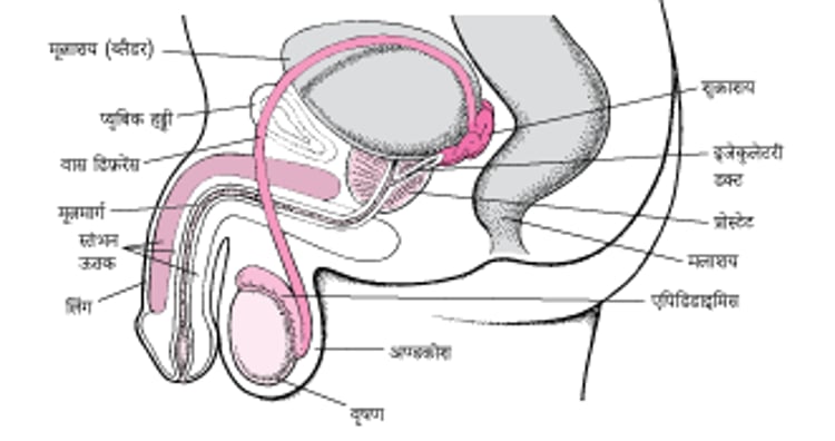 पुरुष प्रजनन अंग