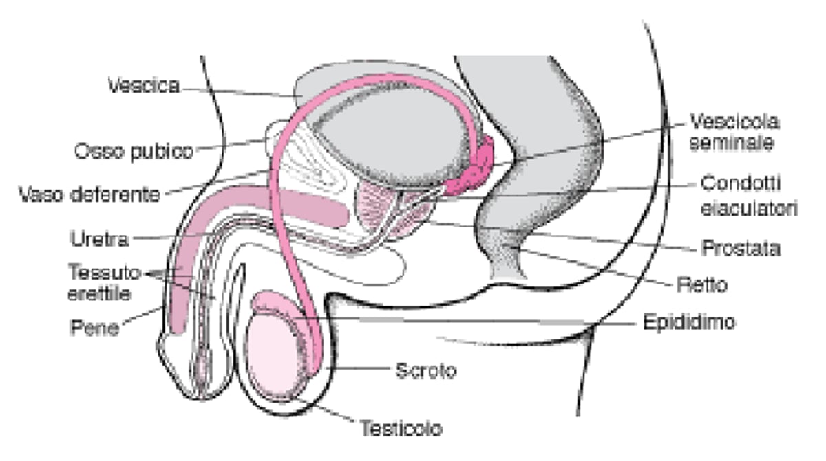 Organi riproduttivi maschili