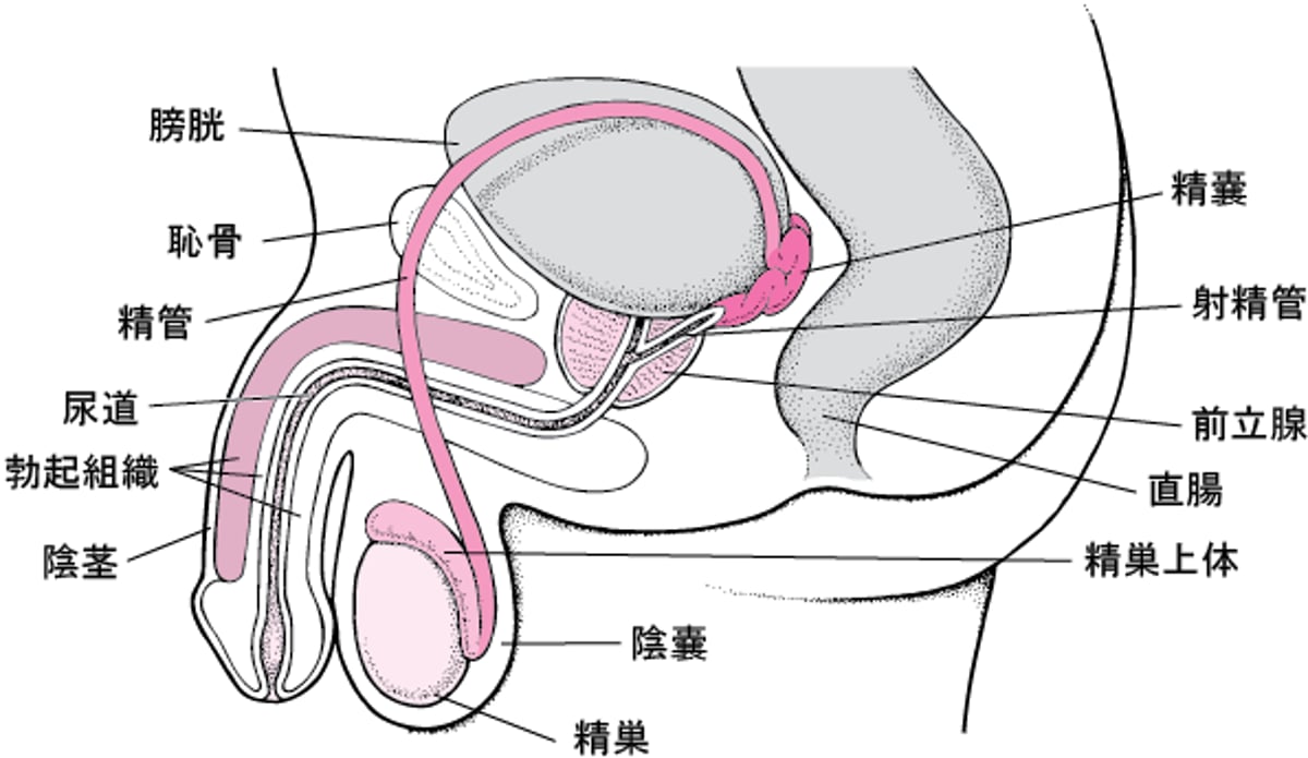 男性生殖器だんせいせいしょくき