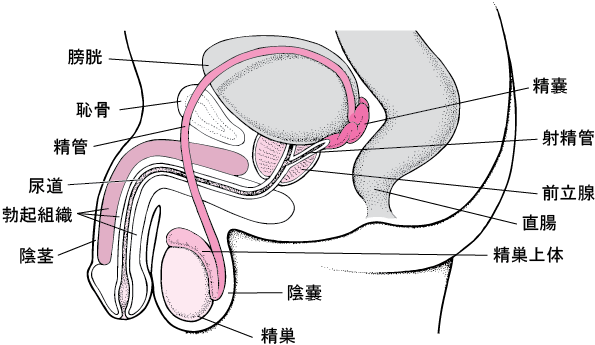 男性の生殖器系の構造 - 21. 男性の健康上の問題 - MSDマニュアル家庭版