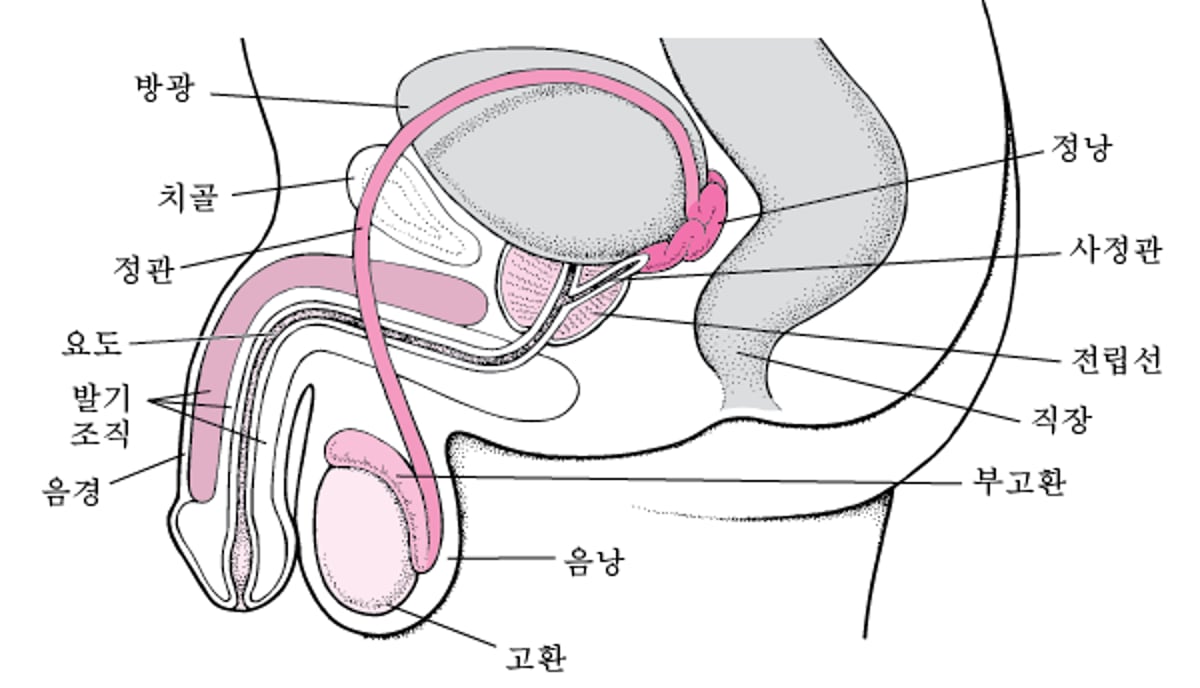 남성 생식기관