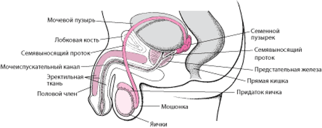 Мужские репродуктивные органы