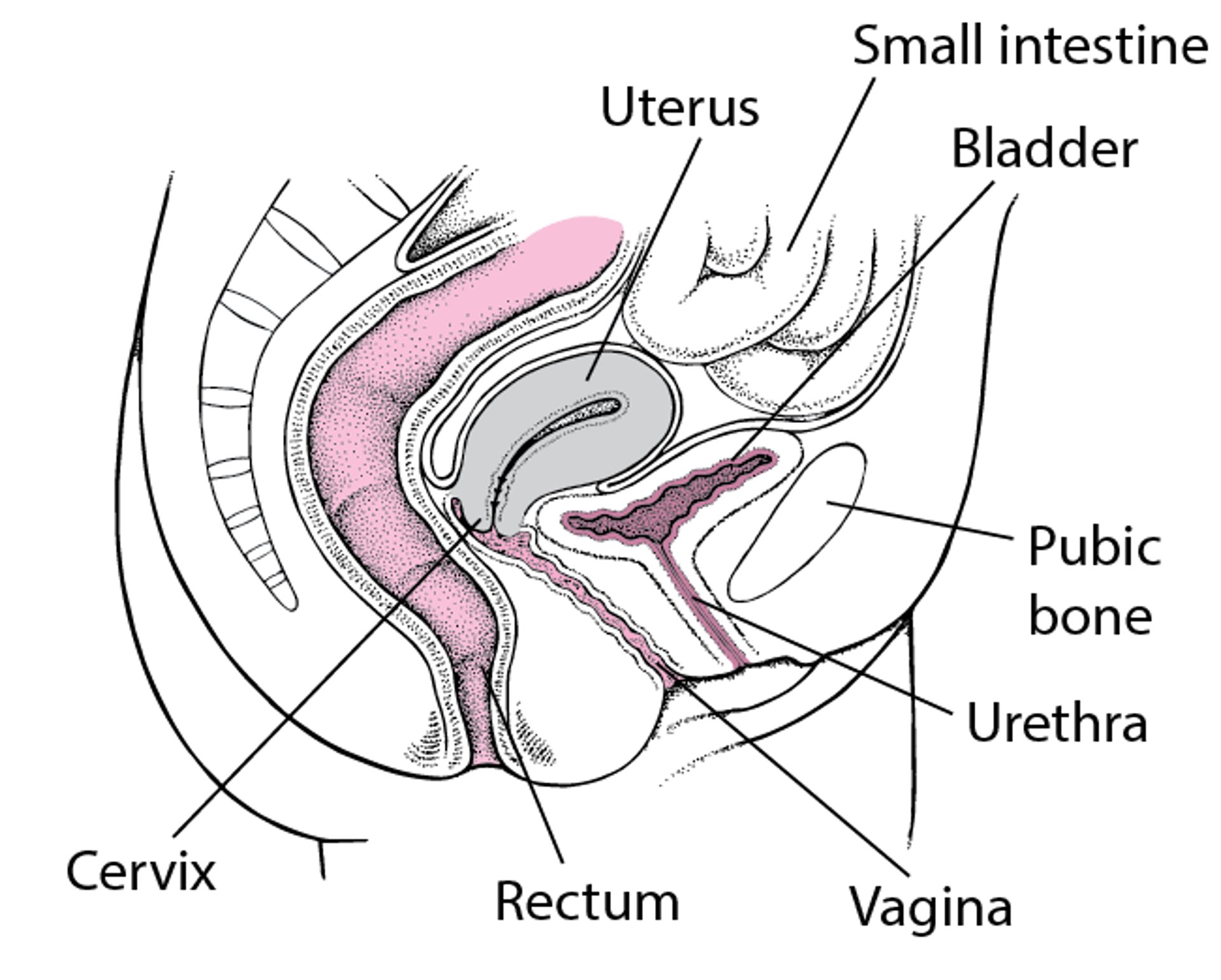 Urethra in the Female