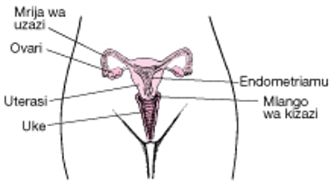 Njia Kutoka kwa Uke hadi kwenye Ovari