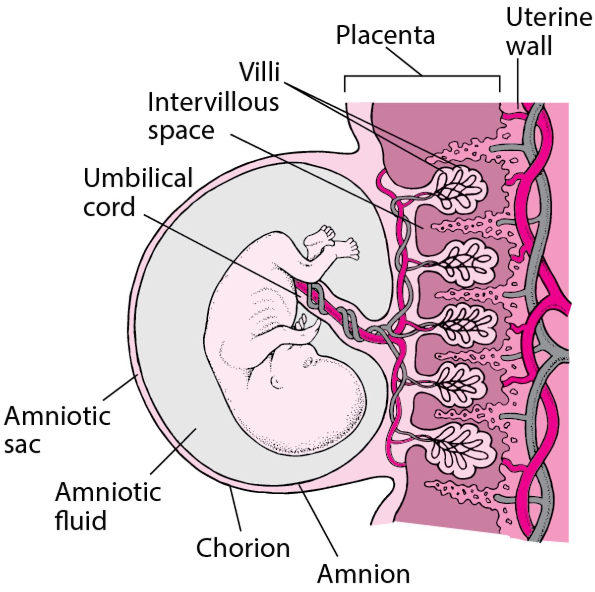 Placenta, cordón y feto