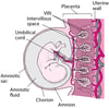 Placenta, cordon et fœtus