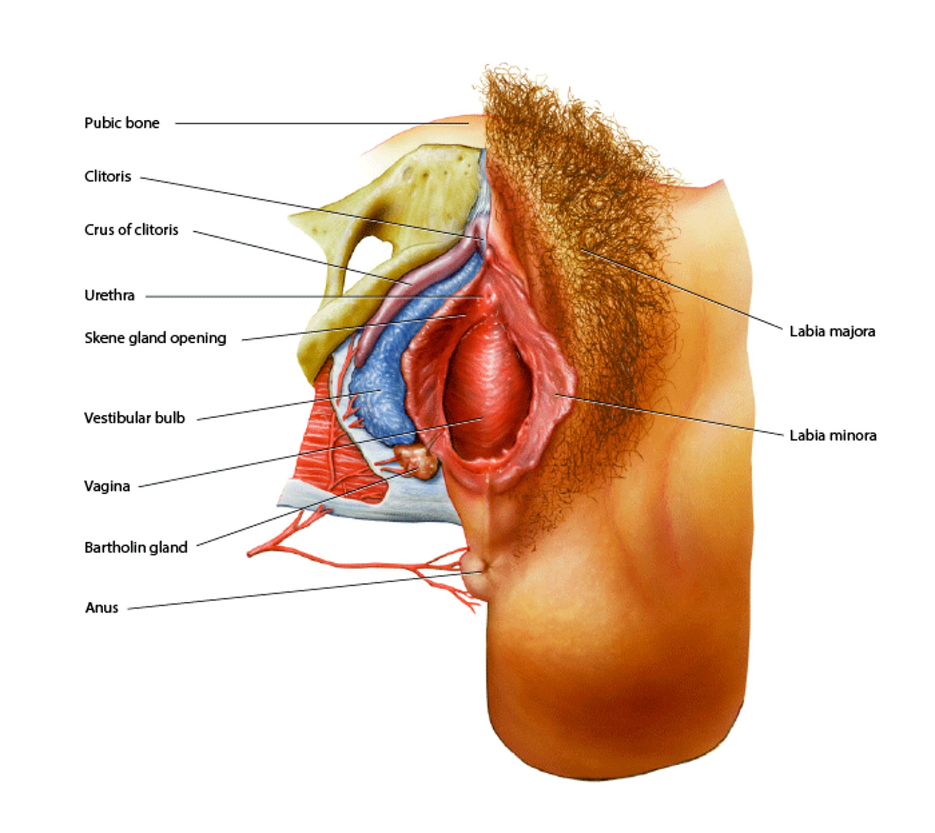 Anatomie der äußeren weiblichen Geschlechtsorgane