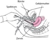 Pap-Test