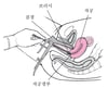 파파니콜로 검사